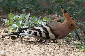 Eurasian Hoopoe