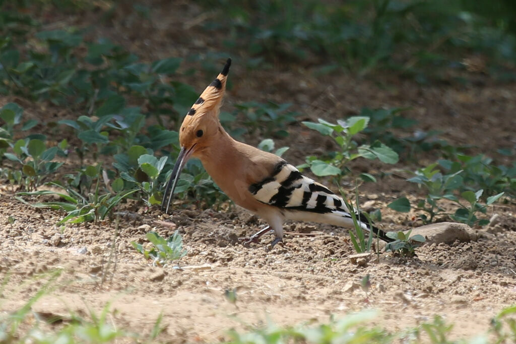 Eurasian Hoopoe