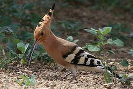 Eurasian Hoopoe