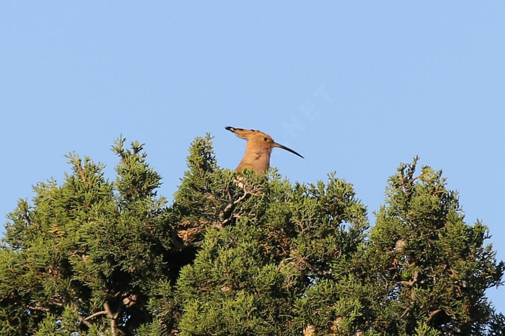 Eurasian Hoopoe