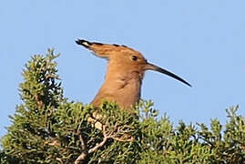 Eurasian Hoopoe