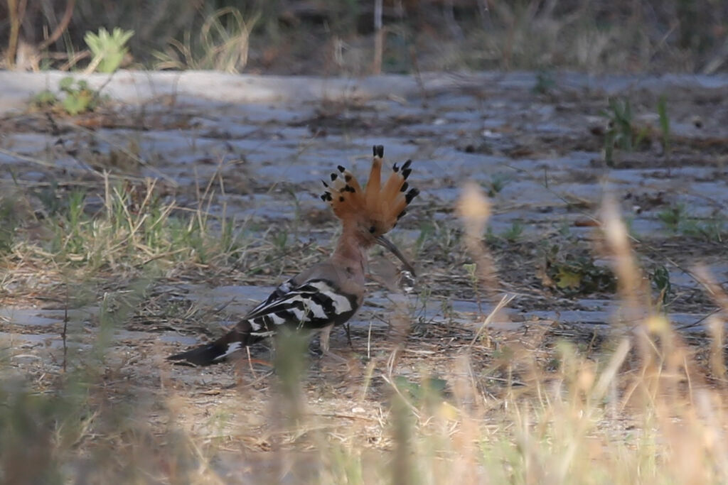 Eurasian Hoopoe