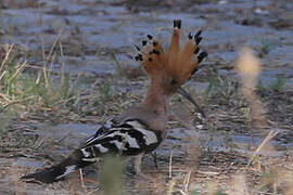 Eurasian Hoopoe