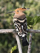 Eurasian Hoopoe