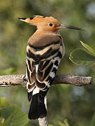 Eurasian Hoopoe