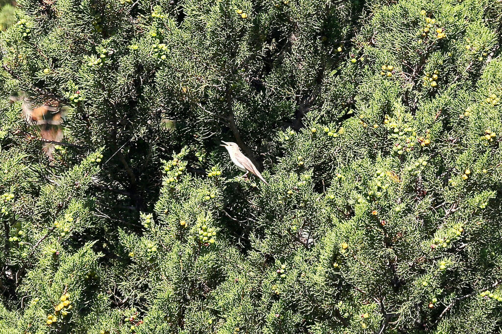 Olive-tree Warbler