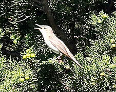 Olive-tree Warbler