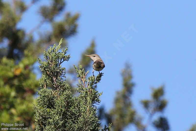 Olive-tree Warbler