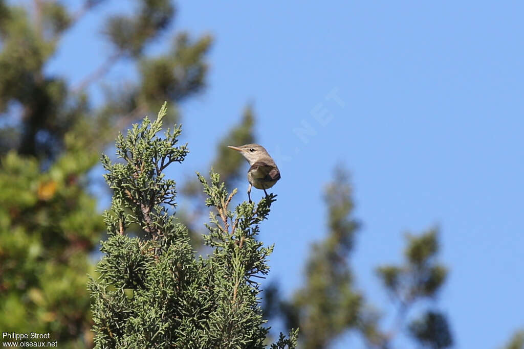 Olive-tree Warbler