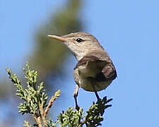 Olive-tree Warbler