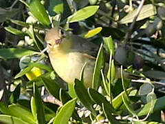 Icterine Warbler