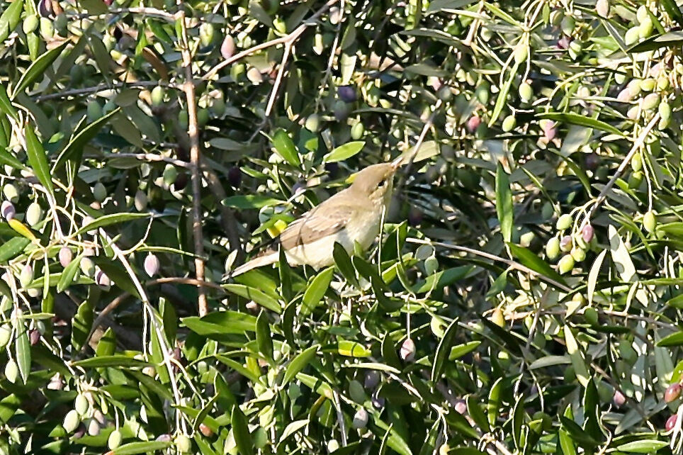 Icterine Warbler