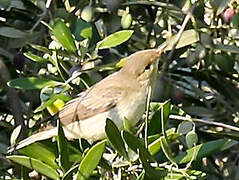 Icterine Warbler