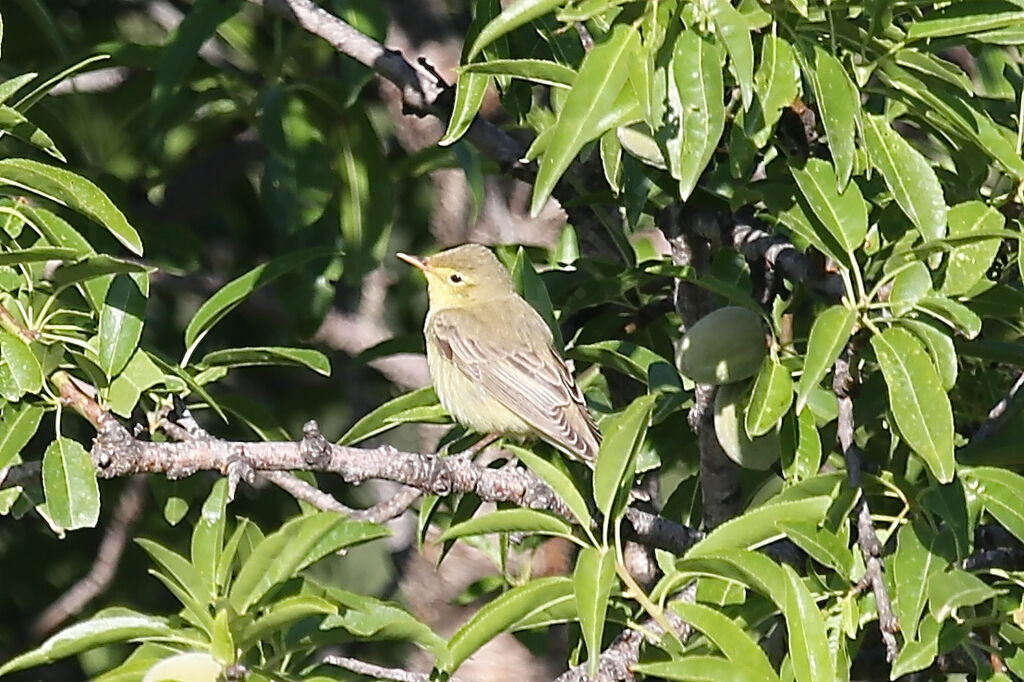 Icterine Warbler