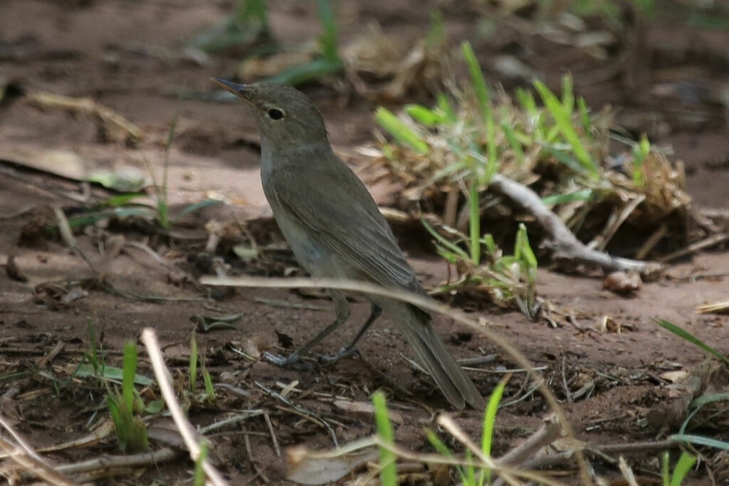 Western Olivaceous Warbler