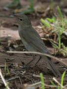 Western Olivaceous Warbler