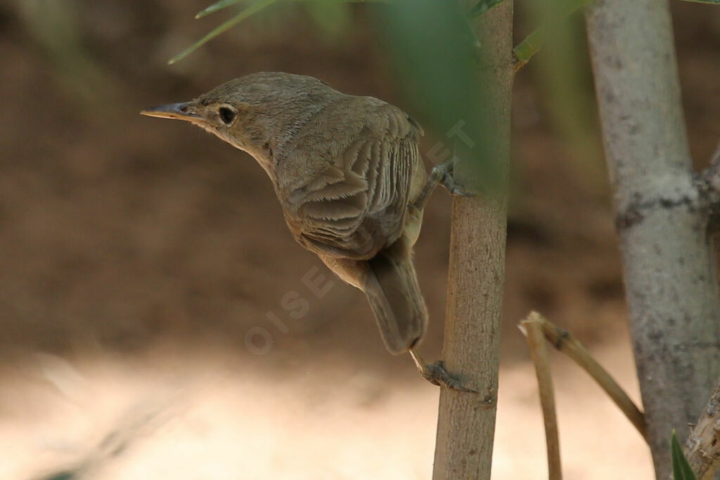 Western Olivaceous Warbler