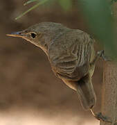 Western Olivaceous Warbler