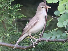 Eastern Olivaceous Warbler