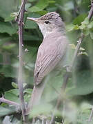 Eastern Olivaceous Warbler