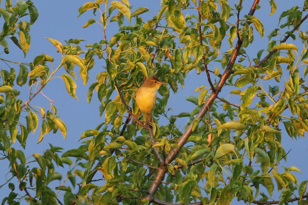 Melodious Warbler