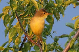 Melodious Warbler