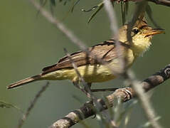 Melodious Warbler