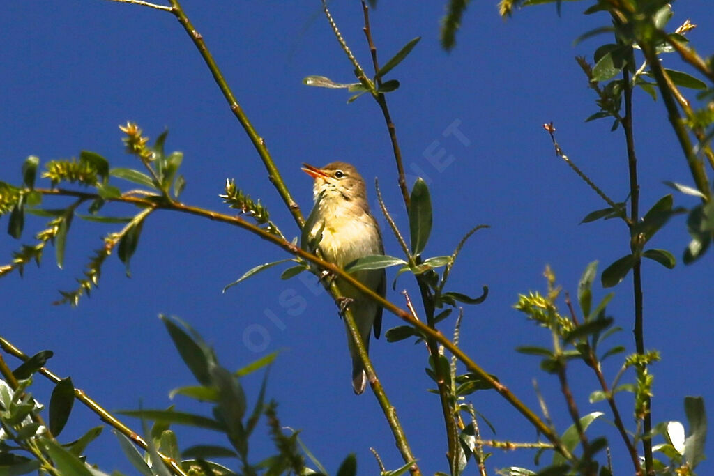 Melodious Warbler