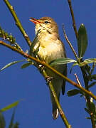 Melodious Warbler