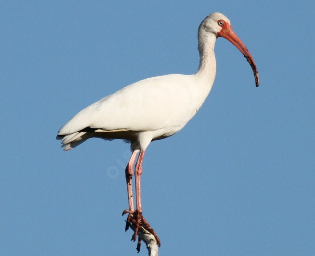 Ibis blanc