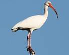 Ibis blanc