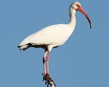 American White Ibis