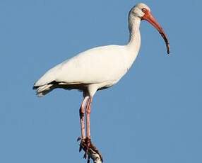 Ibis blanc