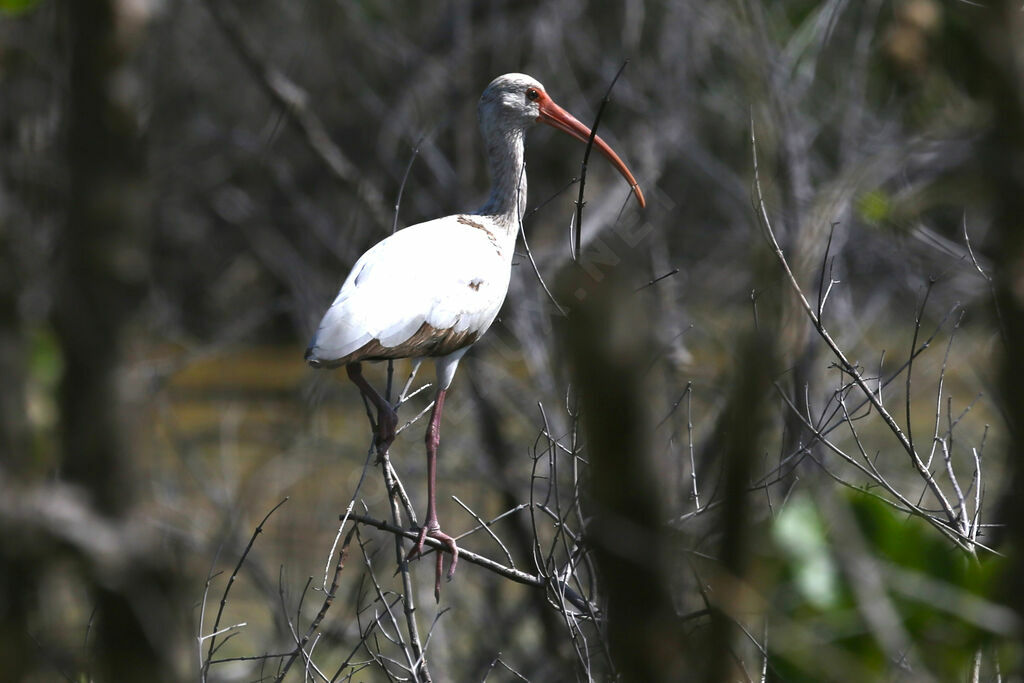 Ibis blanc