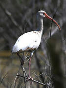 American White Ibis