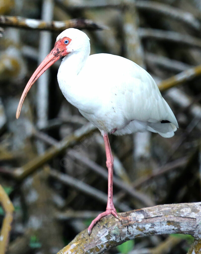 Ibis blanc
