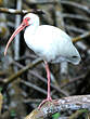 Ibis blanc