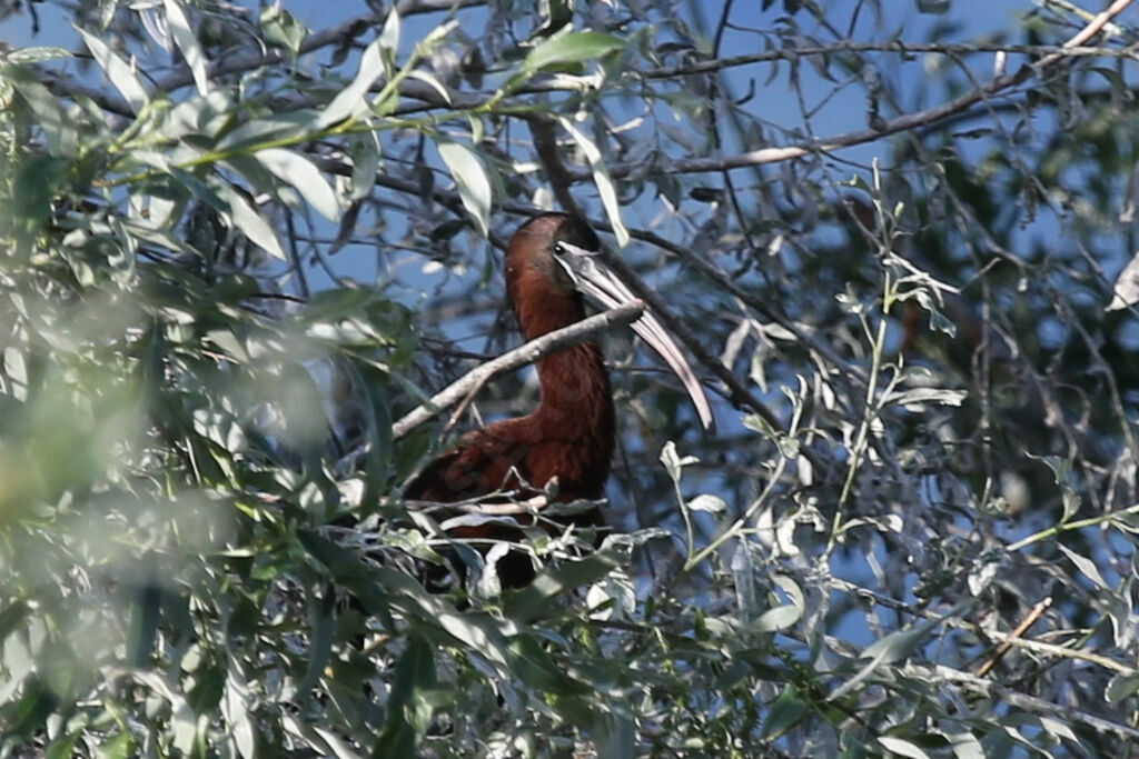 Ibis falcinelle