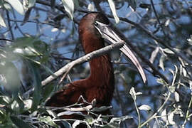 Glossy Ibis