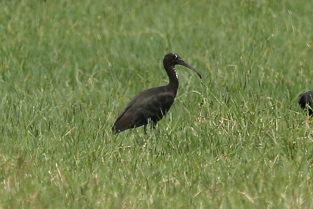 Glossy Ibis