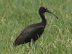 Ibis falcinelle