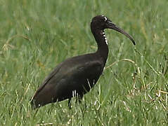 Glossy Ibis