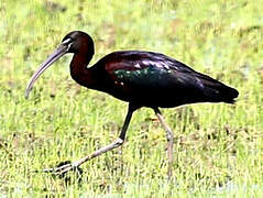 Glossy Ibis