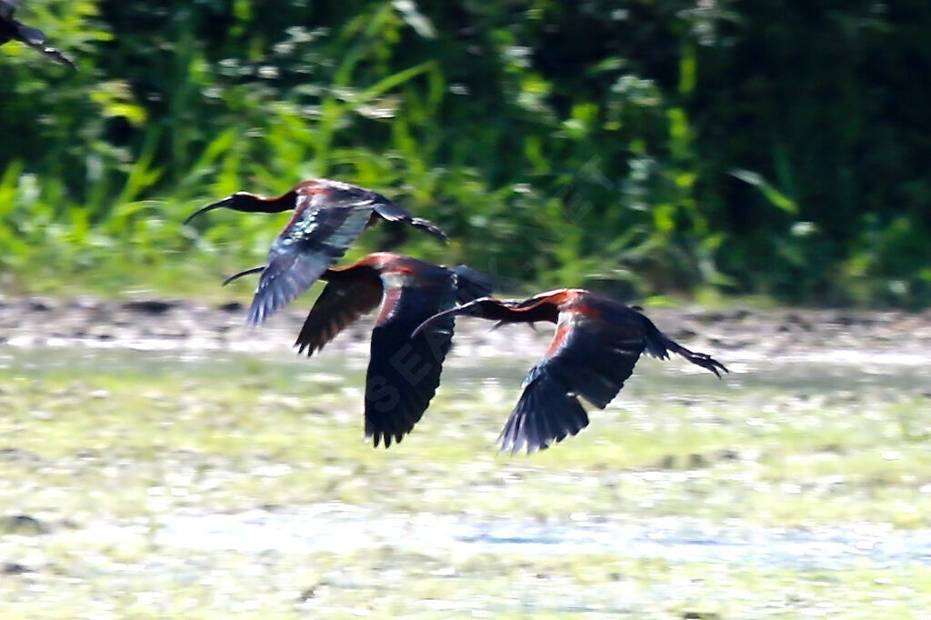 Glossy Ibis