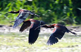 Ibis falcinelle