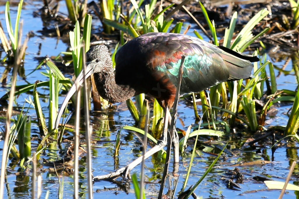 Ibis falcinelle