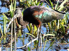 Glossy Ibis