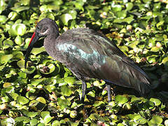 Hadada Ibis