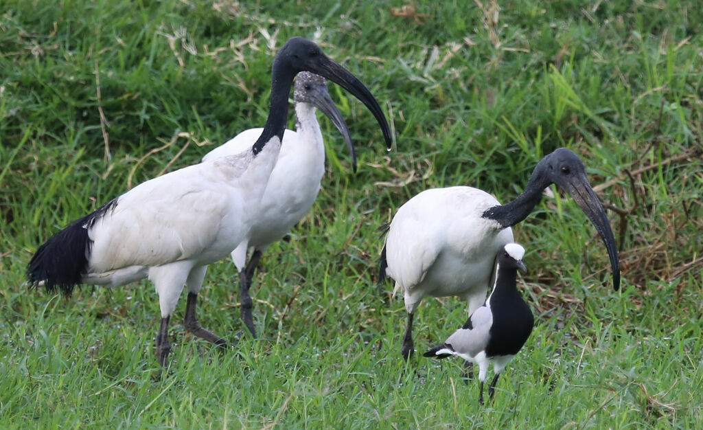 African Sacred Ibis