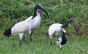 Ibis sacré
